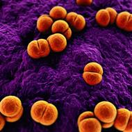 Rapid detection of Mycobacterium ulcerans with isothermal recombinase polymerase amplification assay