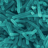 Detection of Listeria monocytogenes and Staphylococcus aureus via duplex recombinase polymerase amplification