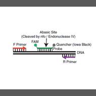 Rapid molecular detection of macrolide resistance