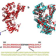 Two Approaches to Enhance the Processivity and Salt Tolerance of Staphylococcus aureus DNA Polymerase.